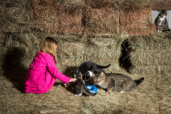 Feeding Time in the Barn