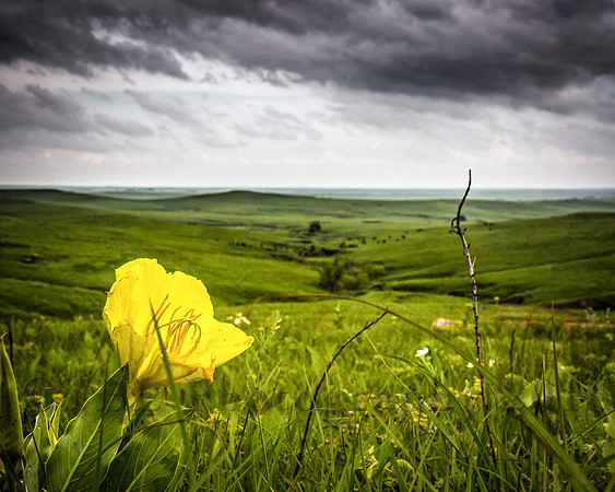 Yellow Prairie - Madison Road