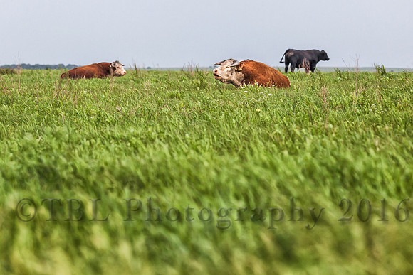 Hereford Bulls Greenwood County 2