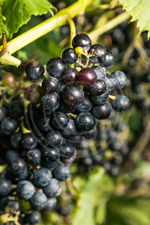 White Tail Run Winery