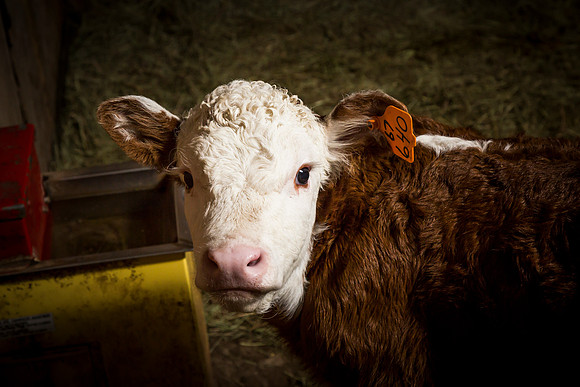 Bucket Calves