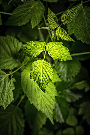 _MG_0071-Edit