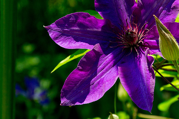 Memorial Day Arboretum-2