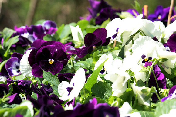Purple and White