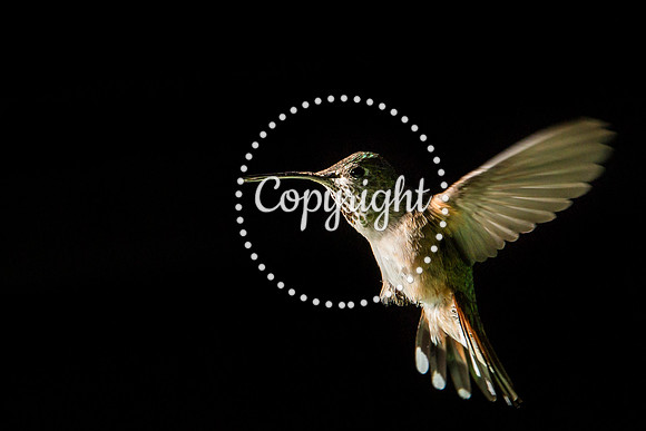 Colorado Hummingbirds