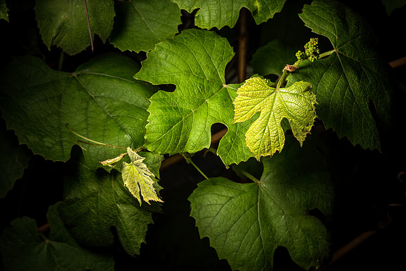 _MG_0082-Edit