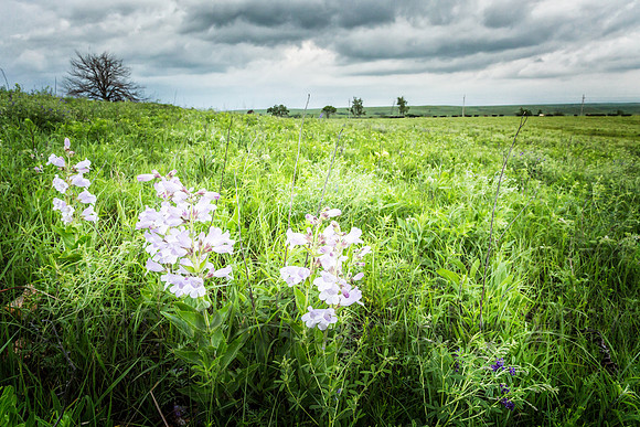 Teter Rock Flowers 2