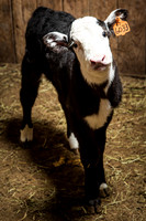 Bucket Calves