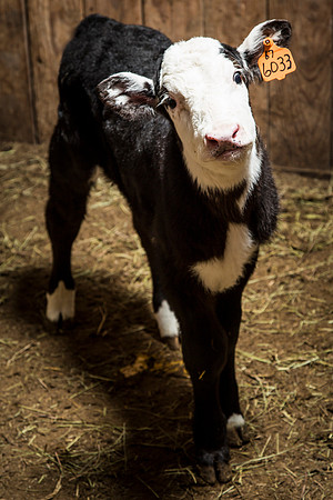 Bucket Calves