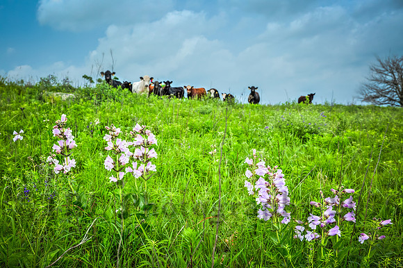 Teter Rock Flowers