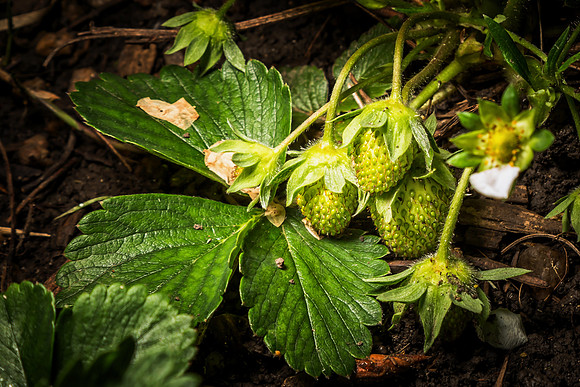 _MG_0088-Edit