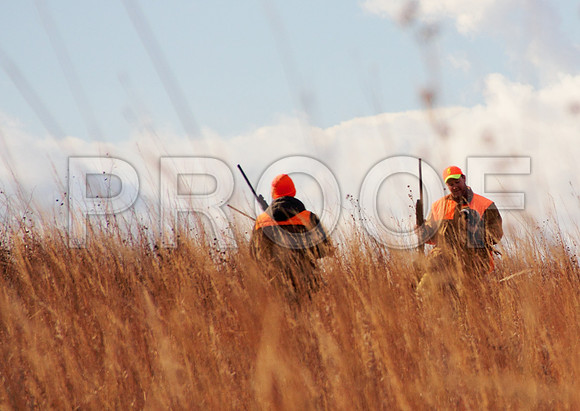 Concordia pheasant hunting