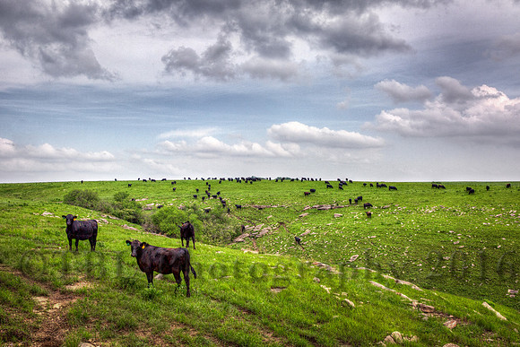 Angus Greenwood County 1