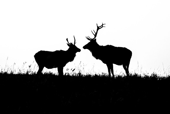 Young Bulls