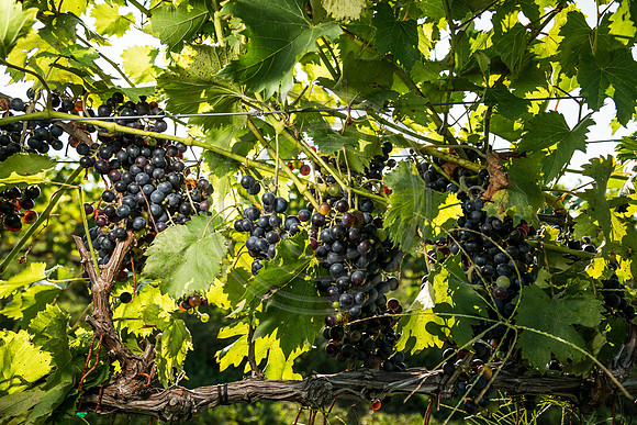 White Tail Run Winery