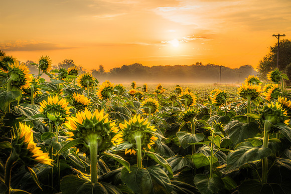 Sunflowers - Grinter Farms 2015