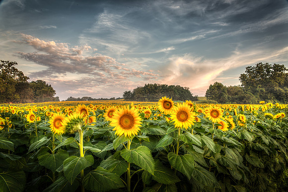 Sunflowers - Grinter Farms 2015