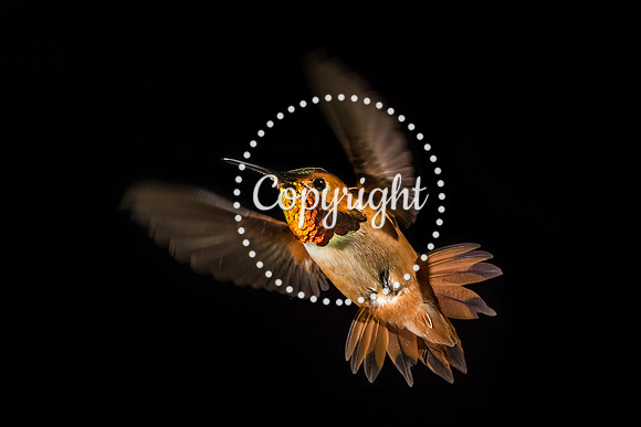 Colorado Hummingbirds