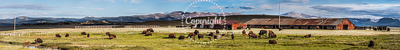 Bison Herd - July 2016