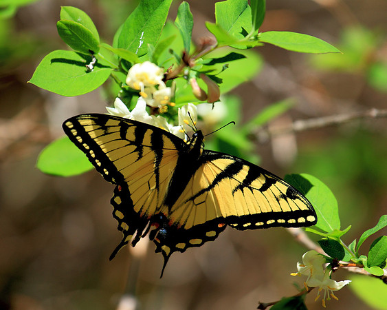 April Butterflies