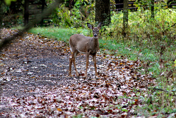 whitetail in october 6