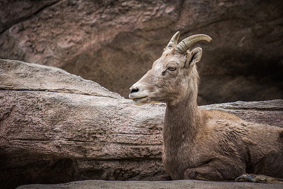 denver zoo 09082014-26