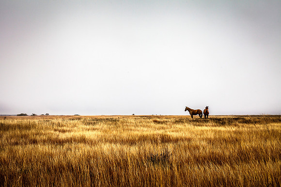 Horses in the prairie - 5
