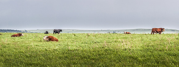 Hereford Bulls 2