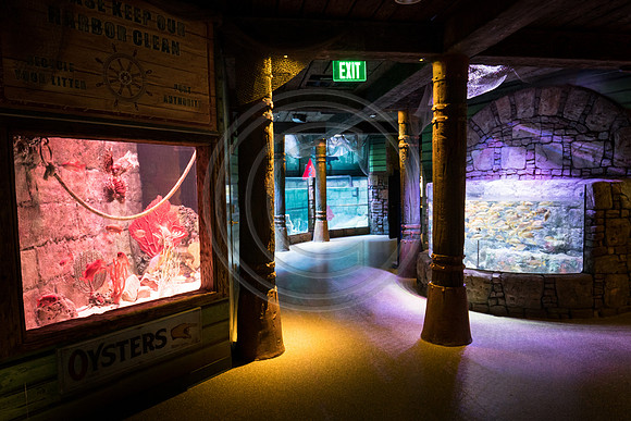 Sealife at Crown Center (4 of 11)