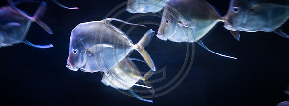 Sealife at Crown Center (2 of 11)
