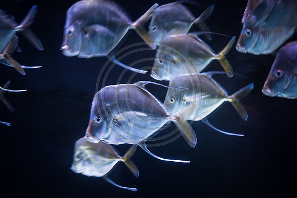 Sealife at Crown Center (1 of 11)