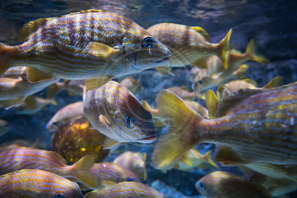 Sealife at Crown Center (6 of 11)