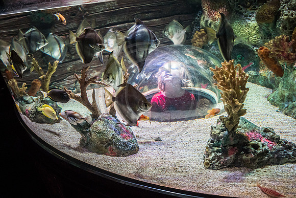 Sealife at Crown Center (8 of 11)
