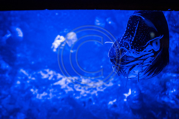 Sealife at Crown Center (9 of 11)