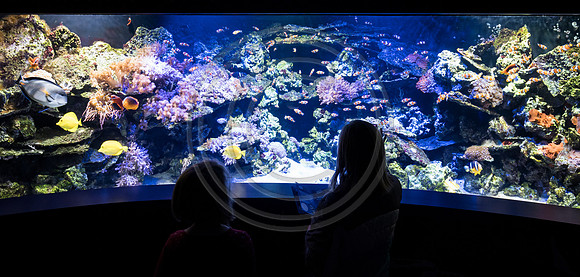 Sealife at Crown Center (10 of 11)