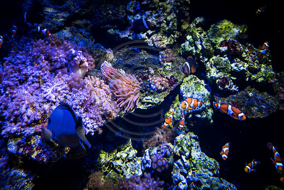 Sealife at Crown Center (11 of 11)