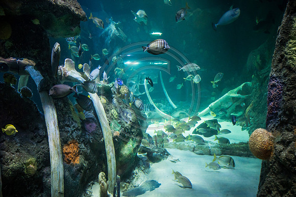 Sealife at Crown Center (5 of 11)