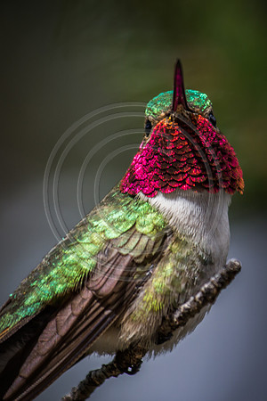 2014 june hummingbirds-5