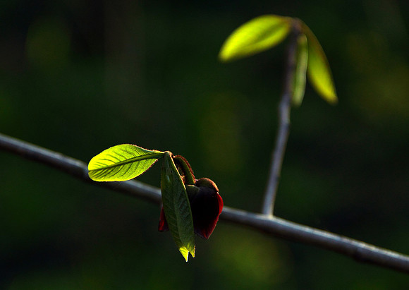 Paw Paw backlight