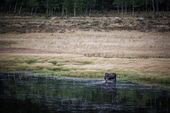 Bailey Moose 09082014 -2