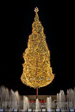 crown center tree
