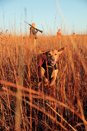 Concordia pheasant hunting