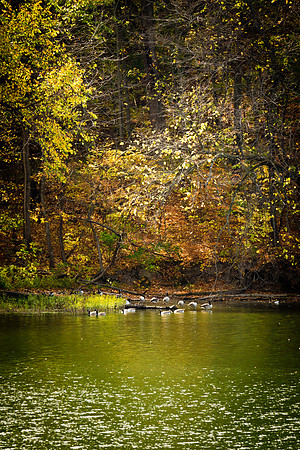 Fall rest