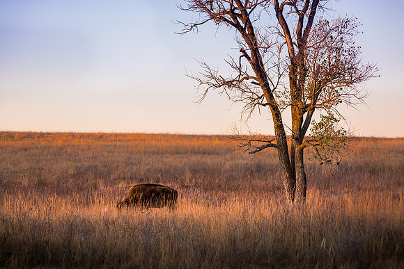 Evening with Bison and a Cottonwood Tree