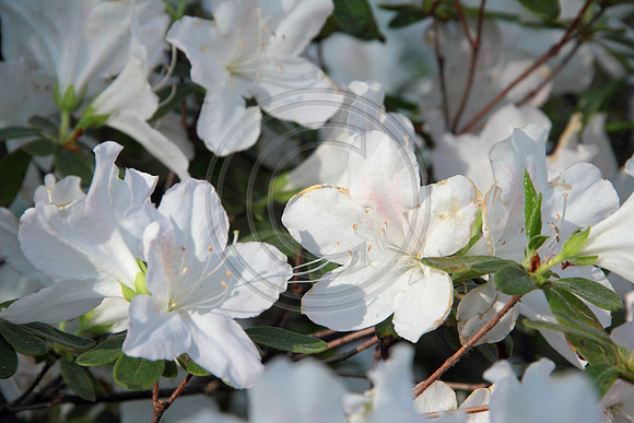 loosepark 2011may10