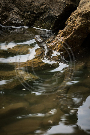 Water Crossing 139mm (1 of 6)