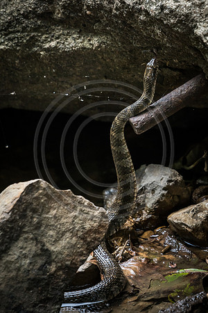 Water Crossing 139mm (2 of 6)