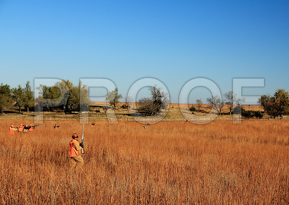 Concordia pheasant hunting