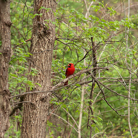 April Arboretum Cardinal
