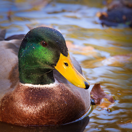 20111025 antioch park-156-106